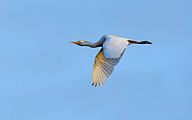 01 Cattle egret (Bubulcus ibis)
